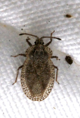 Tingis reticulata