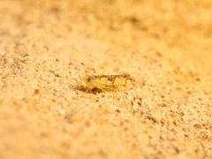 Protalebrella conica