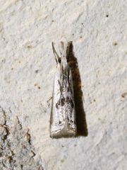 Microcrambus croesus