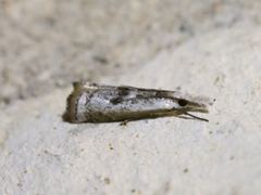 Microcrambus croesus