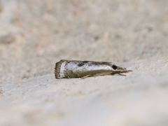 Microcrambus croesus