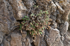 Scutellaria immaculata