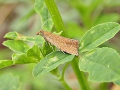 Celypha rufana