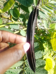 Senna alata