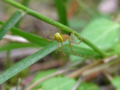 Enoplognatha ovata