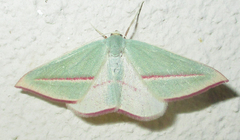 Chlorerythra rubriplaga