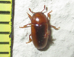 Amblyopus