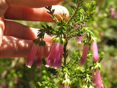 Erica diaphana