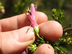 Erica diaphana