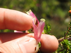Erica diaphana