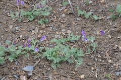 Vicia subvillosa