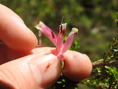 Erica diaphana