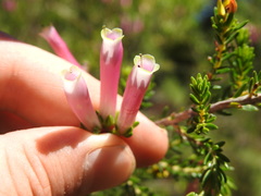 Erica diaphana