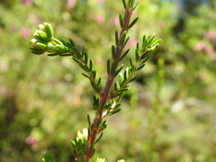 Erica diaphana
