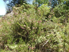Erica diaphana