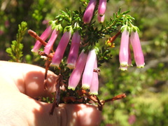 Erica diaphana