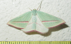 Chlorerythra rubriplaga