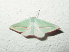 Chlorerythra rubriplaga