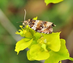 Celypha flavipalpana