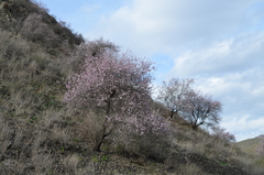 Prunus bucharica