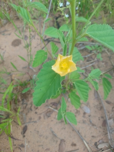 Sida cordifolia iNat (3)