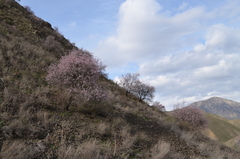 Prunus bucharica
