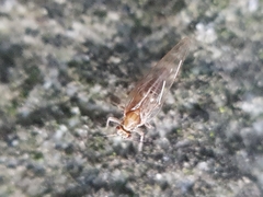 Trioza urticae