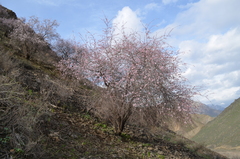 Prunus bucharica