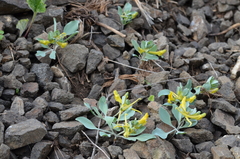 Corydalis aitchisonii