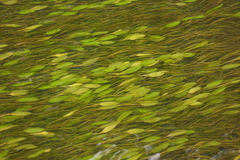 Potamogeton octandrus