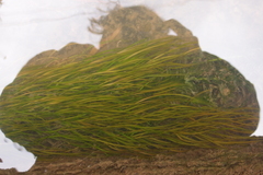 Potamogeton octandrus