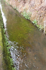 Potamogeton octandrus