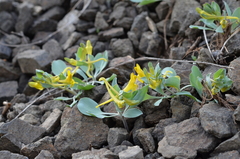 Corydalis aitchisonii