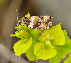 Celypha flavipalpana