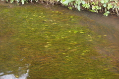 Potamogeton octandrus