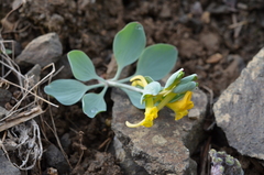 Corydalis aitchisonii