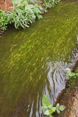 Potamogeton octandrus