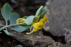 Corydalis aitchisonii