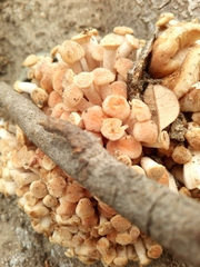 Desarmillaria caespitosa image