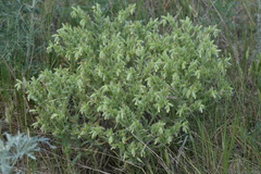 Onosma tinctoria