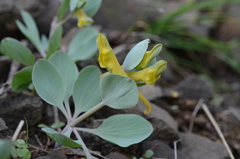 Corydalis aitchisonii