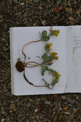 Corydalis aitchisonii