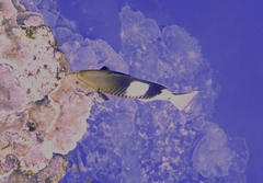 Gracila albomarginata