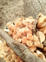 Desarmillaria caespitosa image