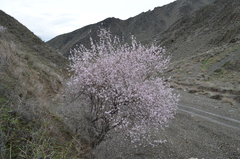 Prunus bucharica