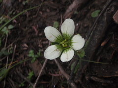 Parnassia delavayi