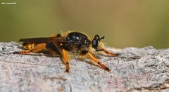 Pogonosoma maroccanum