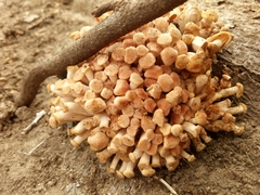 Desarmillaria caespitosa image