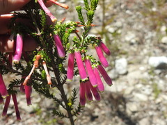 Erica diaphana