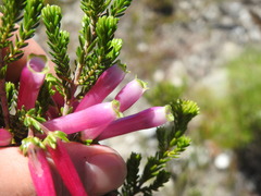 Erica diaphana